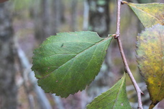 Crataegus berberifolia