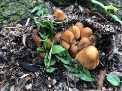 Coprinellus micaceus