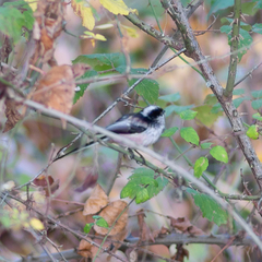 Aegithalos caudatus