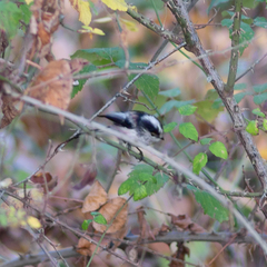 Aegithalos caudatus