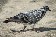 Columba livia domestica