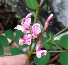 Hosackia rosea