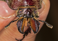 Sphaenognathus giganteus