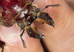 Sphaenognathus giganteus