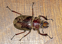 Sphaenognathus giganteus