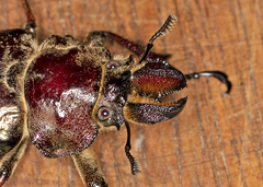 Sphaenognathus giganteus