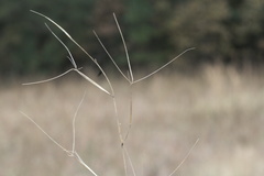 Aristida oligantha