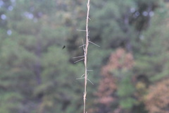 Aristida dichotoma