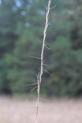 Aristida dichotoma