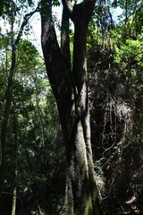 Harpephyllum caffrum