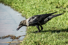 Corvus splendens