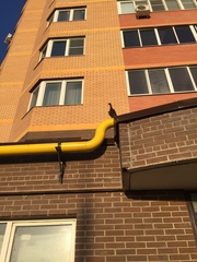 Columba livia domestica