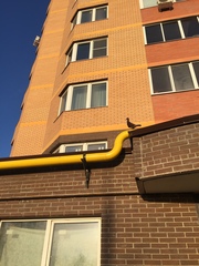 Columba livia domestica