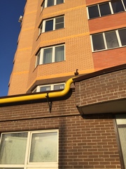 Columba livia domestica