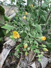 Abutilon grandifolium