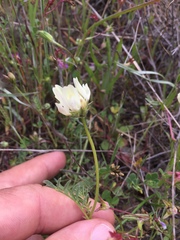 Astragalus breweri