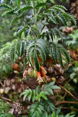 Melianthus dregeanus insignis