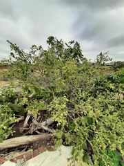 Abutilon grandifolium