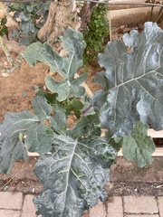 Brassica