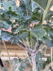 Brassica