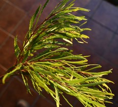 Morella microbracteata