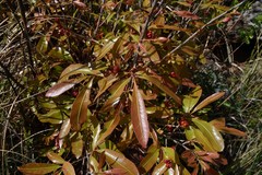 Ochna confusa