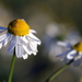 German Chamomile - Photo (c) Steffen Ramsaier, some rights reserved (CC BY-NC-ND)