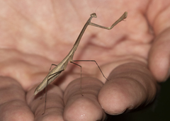 Macromusonia conspersa