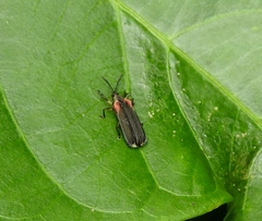 Heterispa vinula