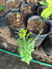 Descurainia erodiifolia