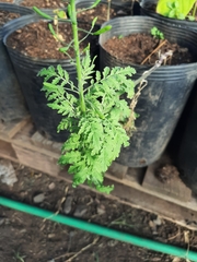 Descurainia erodiifolia