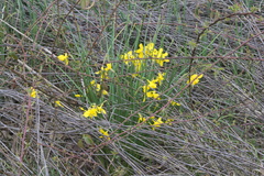 Narcissus × odorus