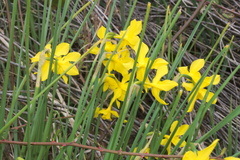 Narcissus × odorus