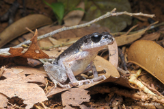 Leptobrachella gracilis