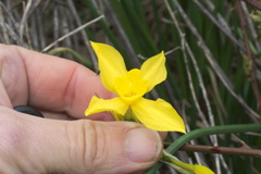 Narcissus × odorus