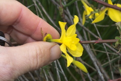 Narcissus × odorus