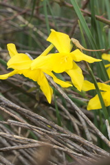 Narcissus × odorus