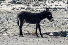 Equus asinus × caballus