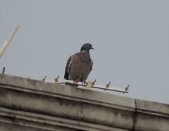 Columba palumbus