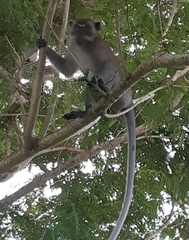 Macaca fascicularis