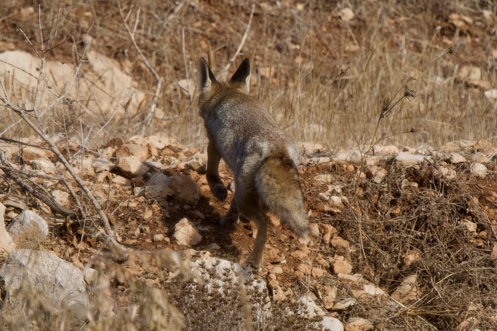 Palestinian Fox Palestinian Red Fox from Jenin, West Bank, Palestine on November 15 ...