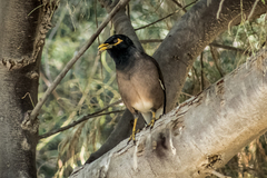 Acridotheres tristis