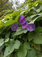 Ipomoea indica