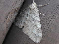 Operophtera relegata