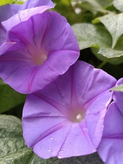 Ipomoea indica