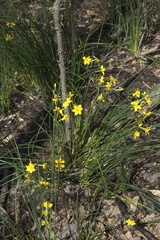 Narcissus jonquilla