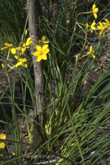 Narcissus jonquilla