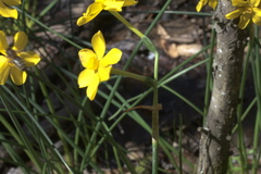 Narcissus jonquilla