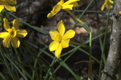 Narcissus jonquilla