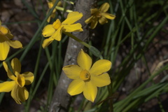 Narcissus jonquilla